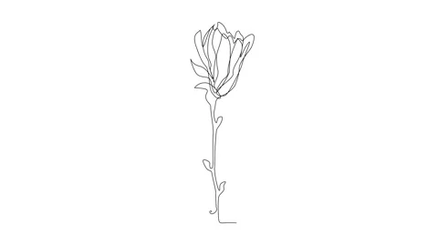 Continuous Line Magnolia Flower Vector Icon, Monoline Magnolia Stellata Stock Footage 250165575