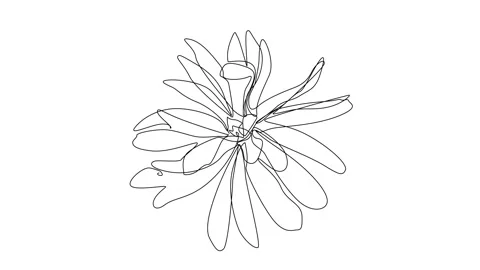 Continuous Line Magnolia Flower Vector Icon, Monoline Magnolia Stellata Stock Footage 250165580