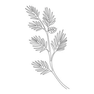 Continuous Line Pine Branch Animation Trim Path Self-Drawing Botanical Moti.. イラスト素材