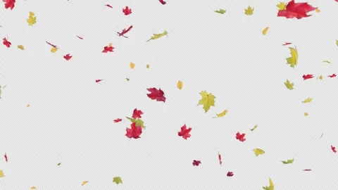 Continuous Maple Leaves Falling Alpha Loop Stock Footage 313660855