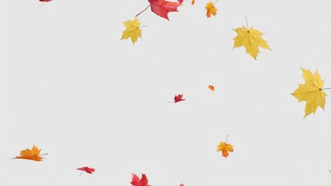 Continuous Maple Leaves Falling Alpha Loop Stock Footage 314410442