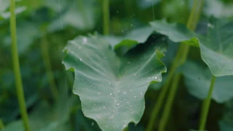 Continuous Monsoon Rain Pouring on Broad Wavy Green Colocasia Foliage Stock Footage 347268548