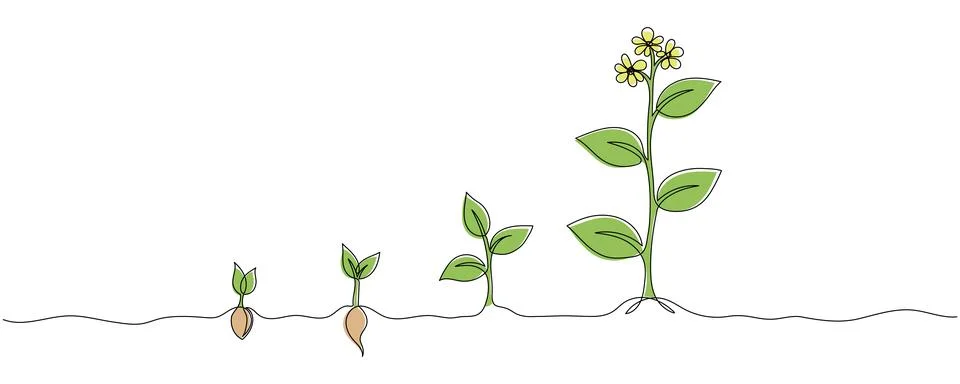 Continuous one line drawing of growing plant stages. Seeds sprouting in the.. Stock Illustration