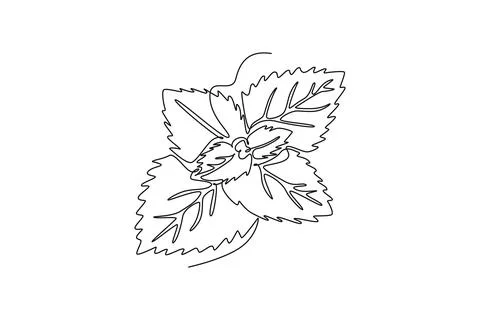 Continuous one line drawing of healthy blossom organic freshness mint leave.. Stock Illustration