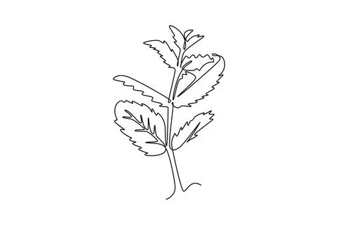 Continuous one line drawing of healthy freshness organic raw mint leaves fo.. Stock Illustration