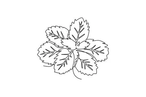 Continuous one line drawing of healthy freshness organic mint leaves for fa.. Stock Illustration