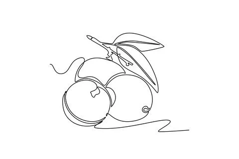 Continuous one line drawing of whole healthy organic longan on tree stalk f.. Stock Illustration