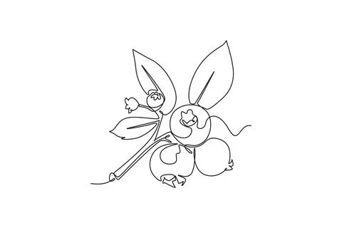 Continuous one line drawing of whole healthy organic blueberries for orchar.. Ilustración de archivo