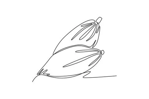Continuous one line drawing of whole healthy organic cocoa bean for plantat.. イラスト素材
