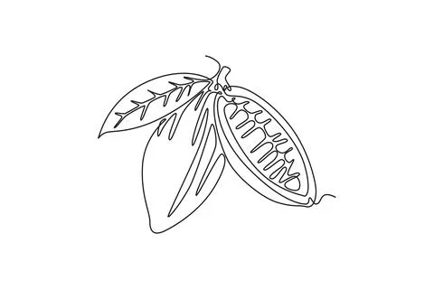 Continuous one line drawing of whole healthy organic cocoa bean for plantat.. Stock Illustration