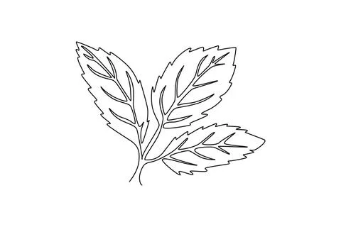 Continuous one line drawing of whole healthy freshness organic mint leaves .. Stock Illustration
