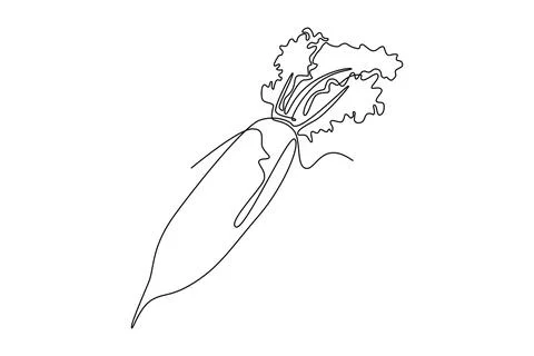 Continuous one line drawing whole healthy freshness organic white radish fo.. Stock Illustration