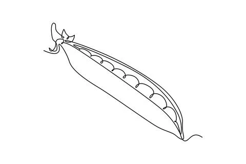 Continuous one line drawing whole healthy freshness organic green pea for f.. Stock Illustration