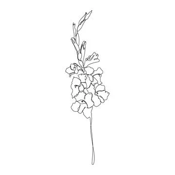 Continuous one line gladiolus flower. Moden style flower for logo, icon emble Stock Illustration