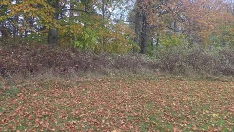 Continuous rightward glide along a leafy lawn and autumn thicket in Sweden Stock Footage 347223854