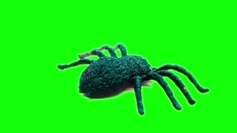 Continuous spinning display of a realistic toy spider on a bright green scr.. Stock Footage 342017967