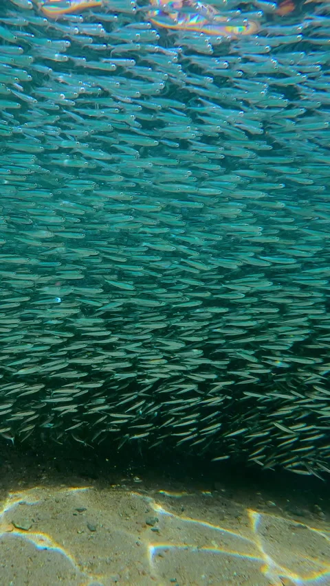 Continuous stream of Silversides flows like an underwater river parallel to Stock Footage 328413410