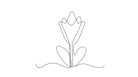 Continuous Thin Line Flower Drawing Animation, Minimalist Botanical Drawing Stock Footage 239338238