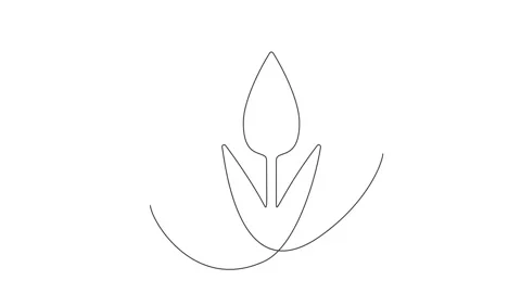 Continuous Thin Line Flower Drawing Animation, Minimalist Botanical Drawing Stock Footage 239338241