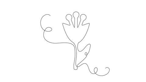 Continuous Thin Line Flower Drawing Animation, Minimalist Botanical Drawing Stock Footage 239338249