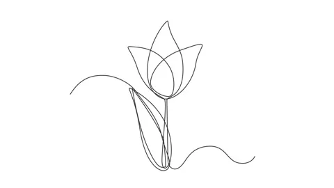 Continuous Thin Line Flower Drawing Animation, Minimalist Botanical Drawing Stock Footage 239338252