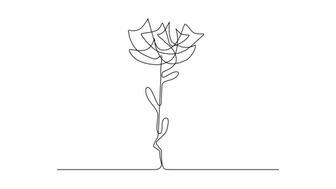 Continuous Thin Line Flower Drawing Animation, Minimalist Botanical Draw Video stock 239338262