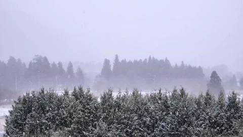 Continuously falling snow and coniferous forests, suburban landscape Video stock 328394522