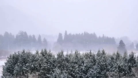 Continuously falling snow and coniferous forests, suburban landscape, cars .. Stock Footage 328394526