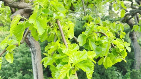Contorted Mulberry Tree Leaves Sprout from Twisting Branches in a Park Border Stock Footage 335304809