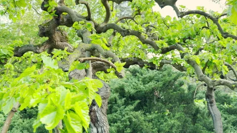 Contorted Mulberry Tree Leaves Sprout from Twisting Branches in a Park Border Stock Footage 336092291