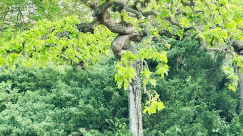 Contorted Mulberry Tree Twists Sculptural Branches in a Green Shrub Border Stock Footage 335303350