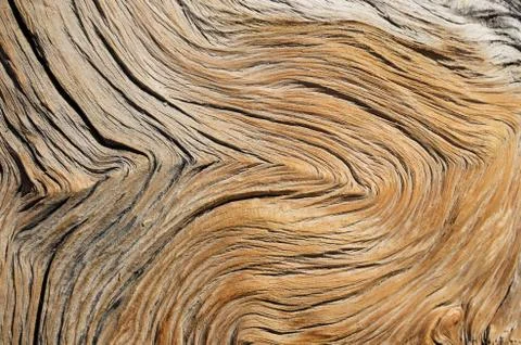 Contorted Wood Grain Stock Photos