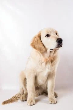 Contorts face, sitting in the studio, white background Stock Photos
