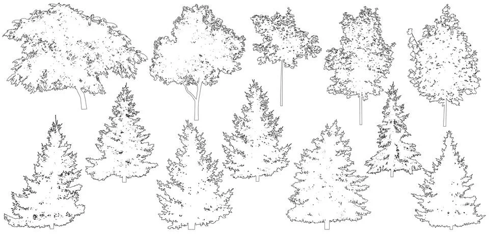 Contour of beautiful spruce trees, maple, walnut and etc., set.  Vector ill.. Stock Illustration
