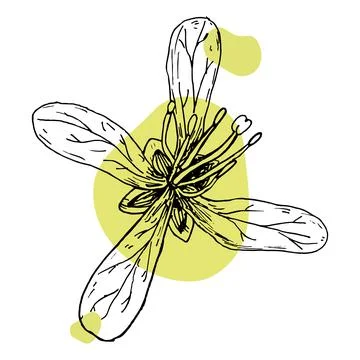 Contour black botanical flower pattern of the Descurainia sophia plant and co Stock Illustration