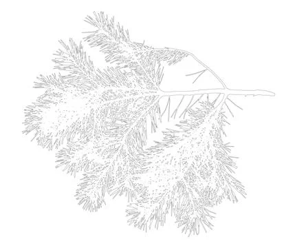 Contour of branch pine tree. Vector illustration. 스톡 일러스트