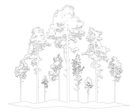 Contour of coniferous forest, pine trees. Beautiful nature, woodland. Vecto.. Stock-Illustration