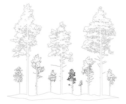 Contour of coniferous forest, pine trees. Beautiful nature, woodland. Vecto.. Stock-Illustration