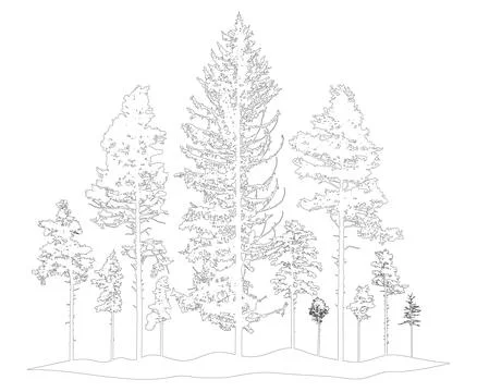 Contour of coniferous forest, pine trees. Beautiful nature, woodland. Vecto.. Stock-Illustration