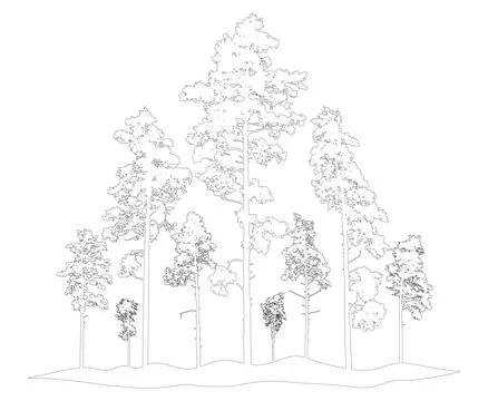 Contour of coniferous forest, pine trees. Beautiful nature, woodland. Vecto.. Stock-Illustration