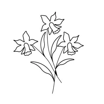 Contour daffodil flowers Stock Illustration
