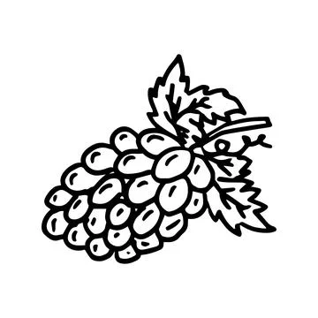 Contour drawing of a bunch of grapes, vector illustration isolated on white Stock Illustration
