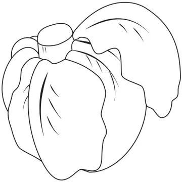 Contour head cabbage Ilustración de archivo