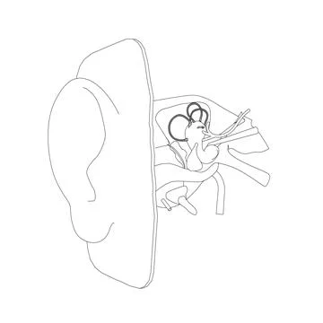 The contour of the human ear with the internal structure of the organ of he.. Stock Illustration