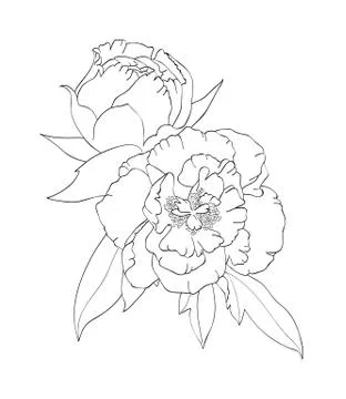 Contour image of peonies Stock Illustration