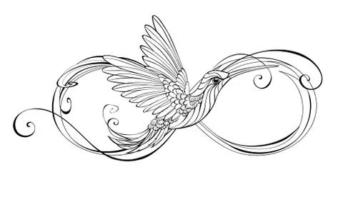 Contour Infinity with Hummingbird Stock Illustration