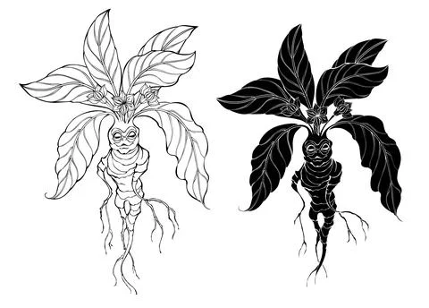 Contour mandrake Stock Illustration