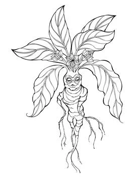Contour mandrake Stock Illustration