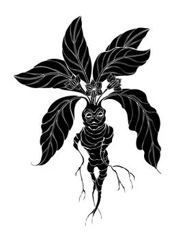Contour mandrake Stock Illustration