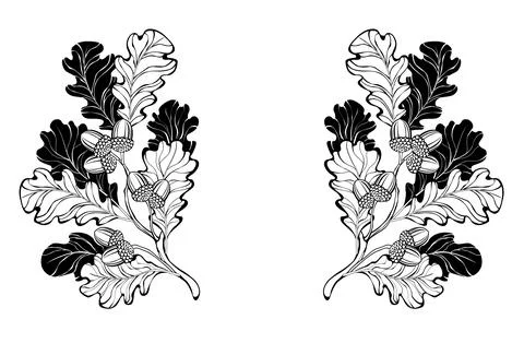 Contour oak branches Stock Illustration